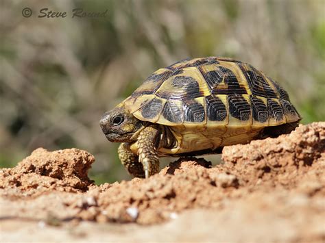 steve  wildlife photography tortoises