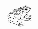 Toad Ropucha Dart Poison Kolorowanki Toads Bestcoloringpagesforkids Coloringgames Wydruku Frosch sketch template