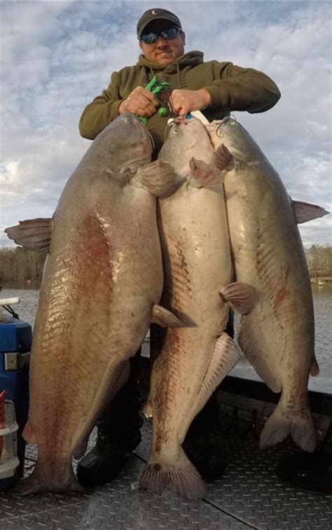 january   great month  big blue catfish  lake gaston carolina