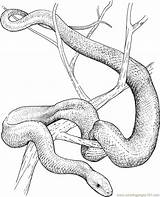 Pages Mamba Snakes Rattlesnake Schlange Diamondback Moccasins Moccasin Zeichnung Supercoloring Designlooter Howtodrawa Schwarze sketch template