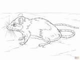 Rato Ratos Ratinhos Kangaroo Realista Colorironline sketch template