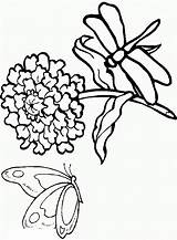 Libellule Libellules Coloriage Kolorowanki Motyle Mariposa Libellen Libelula Neue Gifgratis sketch template