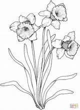 Narcissus Daffodil Colouring Daffodils Narcisi Narzisse Narciso Ausmalbild Disegno Supercoloring Paperwhite Malvorlage Webstockreview Zeichnen Designlooter Kategorien sketch template