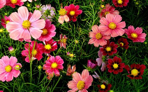 pink cosmos flowers wallpapers hd wallpapers id