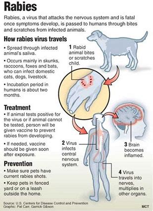 rabies travel vaccinations   uk traveldoc