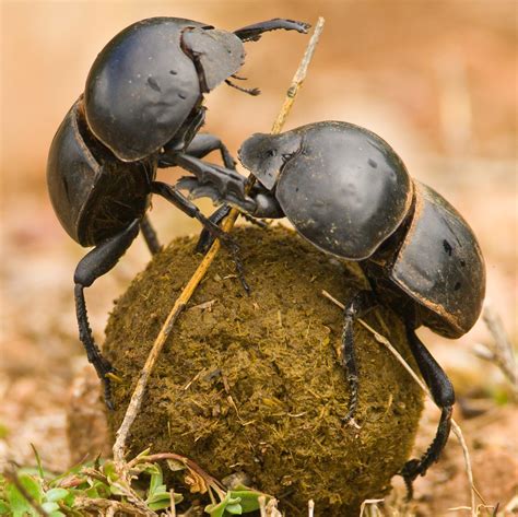 sacred dung beetles  ancient egypt  daily