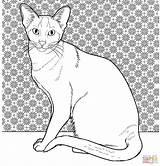Gatos Coloring Siamese Colorear Supercoloring Siamés sketch template