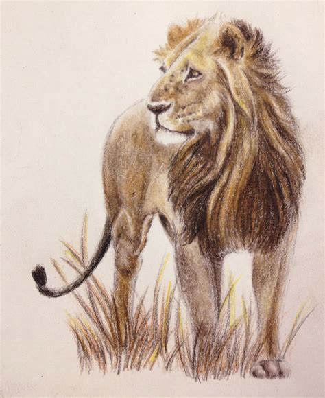african lion  colored pencil animales pinterest lion leon