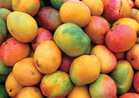 maersk container industry eyes revolution  mango trade