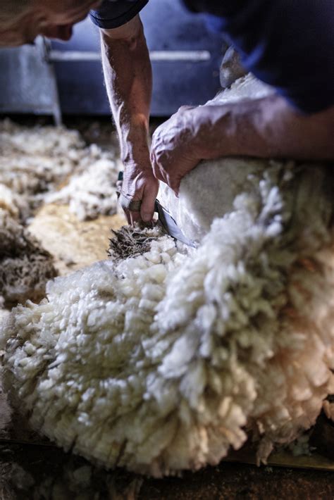 wool farming   usa wensleydale sheepcom