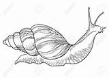 Snail Drawing Realistic Coloring Sea Sketch Achatina Land Drawings Getdrawings Clipart Template Paintingvalley sketch template