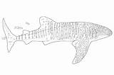 Coloring Usable Shark Bestcoloringpagesforkids sketch template