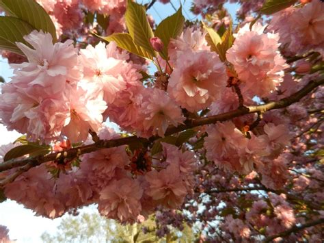 ideas  cherry blossom  pinterest spring cherry