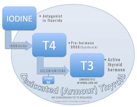 Solving The Thyroid Puzzle