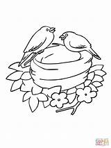 Colorare Disegno Nid Coloriage Uccellini Nesting Bluebird Kolorowanka Uccelli Gniazdo Nido Bluebirds Alberi Bird Jolie Incroyable Colorato Oiseau sketch template