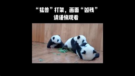 Funny And Cute Panda Will Be Kung Fu Youtube