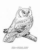 Owl Coloring Screech Birds Pages Owls Animals Book Sheet Skip sketch template