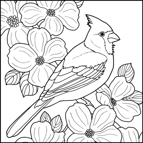 ideas  coloring cardinal coloring book images