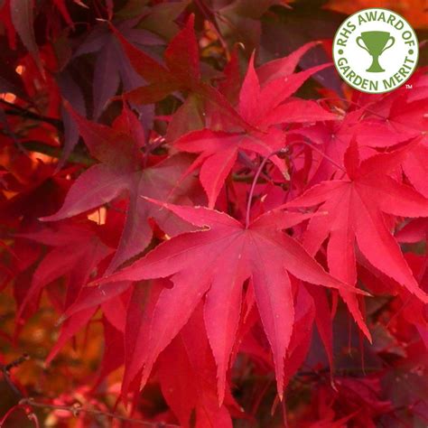 acer palmatum osakazuki in spring and summer the foliage is green but it comes into its own in