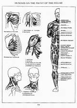 Loomis Muscles sketch template