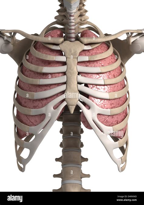 anatomie der lunge und brustkorb stockfotografie alamy