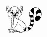Lemur Coloring Ring Tailed Aye Pages Colorear Para Getcolorings Dibujo Coloringcrew Animals sketch template