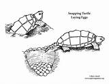 Turtle Eggs Laying Snapping Coloring Sponsors Wonderful Support Please sketch template