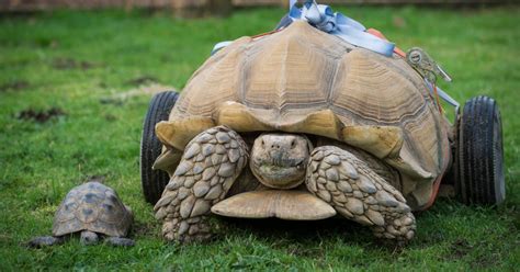 Sex Mad Tortoise Bert Develops Arthritis After Bonking Too Much Metro