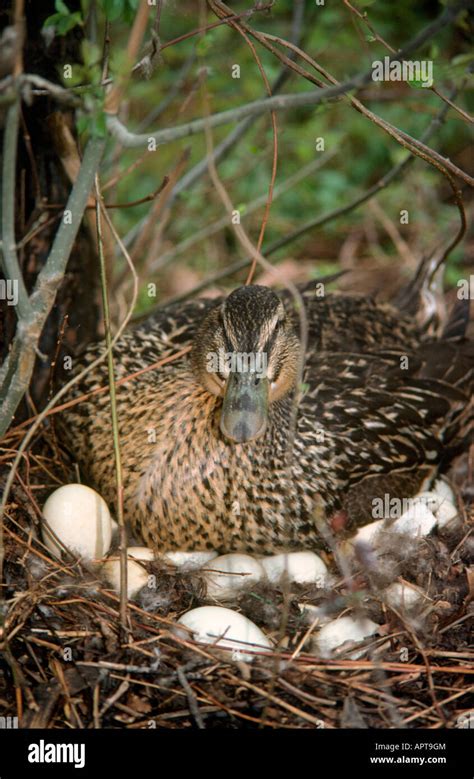 duck nest  res stock photography  images alamy
