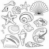 Shells Seashell Coperture Conch Nautilus Accumulazione Seashells Acquerello Isolati Mollusco Stelle Dipinto Polipo Istockphoto sketch template