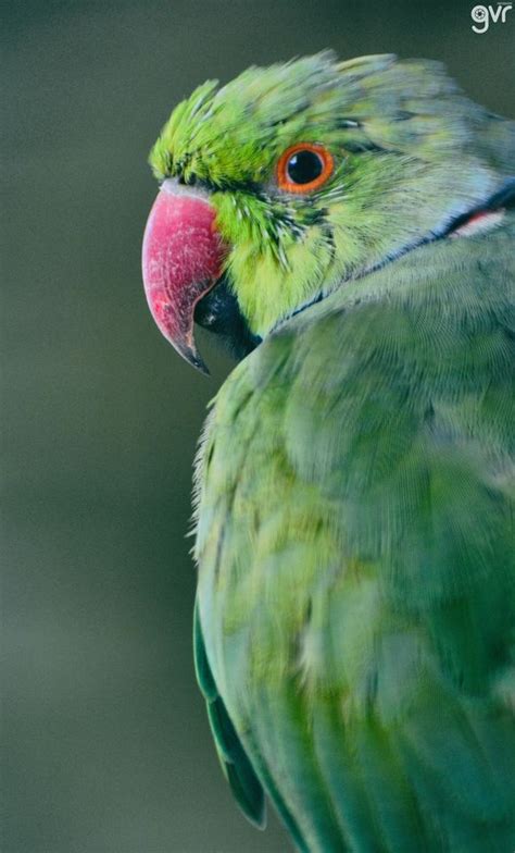 parrot photo  vijay ramanathan national geographic national geographic  amazing