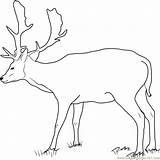 Deer Buck Fallow Coloring Pages Drawing Color Printable Getdrawings Coloringpages101 Getcolorings sketch template