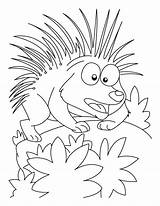 Porcupine Coloring Pages Cartoon Printable Mood Attacking Kids Getcolorings Color sketch template