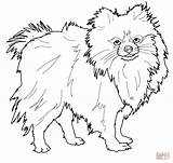 Pomeranian Kolorowanki Pies Szpic Druku Kolorowanka Malowanki Spitz Coloriage Dla Rysunek Miniaturowy Hund Zwergspitz Ausmalbild Pomerania Ausmalbilder Tegninger Cani Rysunki sketch template