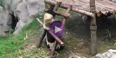 Panda Climbs Ladder Cute Panda Video