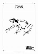 Coloring Pages Cherry Cool Amphibians Frog Plants Reptiles sketch template