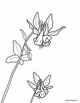 Columbine Coloring Flowers Two Spring Yellowstone Bitterroot Domain Want These Public sketch template