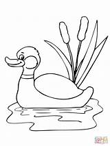 Pond Duck Stockente Mallard Ausmalbilder Schilf Teich sketch template