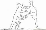 Kangaroo Fighting Coloring Males Adult Red Pages Coloringpages101 Kangaroos sketch template