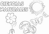Naturales Ciencias Colorear Caratulas Asignaturas Matematicas sketch template