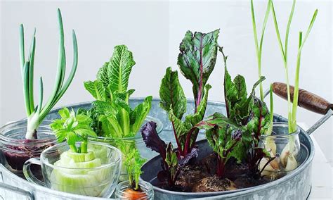 vegetables    grow  water    latch