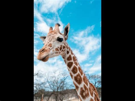giraffe pose yoga pose yogaforkids animalposes youtube