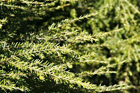 canadian hemlock sawyer garden center sawyer mi