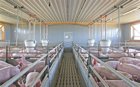 pig barns farrowing barn pig barn pig breeding wolf system