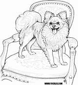 Coloring Dog Pages Pomeranian Chihuahua Puppy Dogs Printable Papillon Kids Adult Book Animal Adults Breed Colouring Drawing Sheets Dantdm Line sketch template