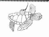 Turtle Loggerhead sketch template