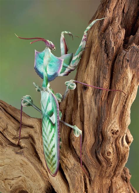 idolomantis diabolica giant devils flower mantis care sheet keeping exotic pets