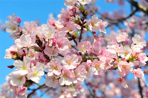 cherry blossom porn   telegraph