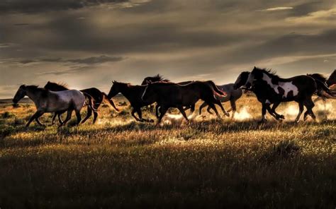 horses wallpapers top   horses backgrounds wallpaperaccess