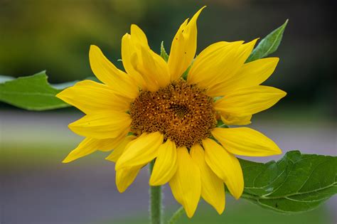 happy double sunflower